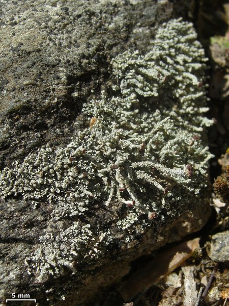 Stereocaulon pileatum