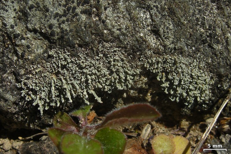 Stereocaulon pileatum