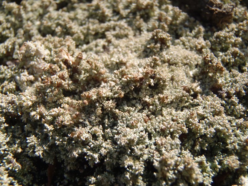 Stereocaulon saviczii
