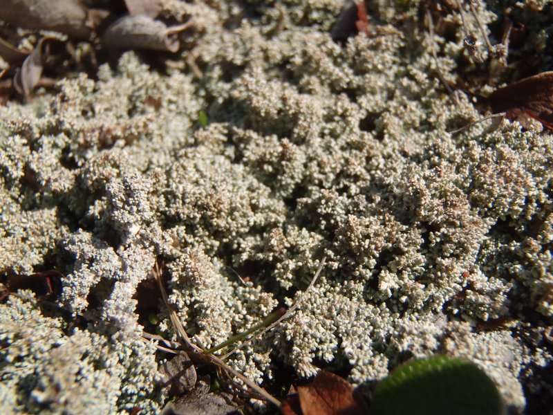 Stereocaulon saviczii