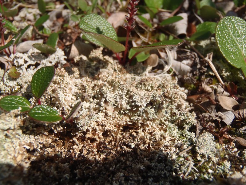 Stereocaulon saviczii