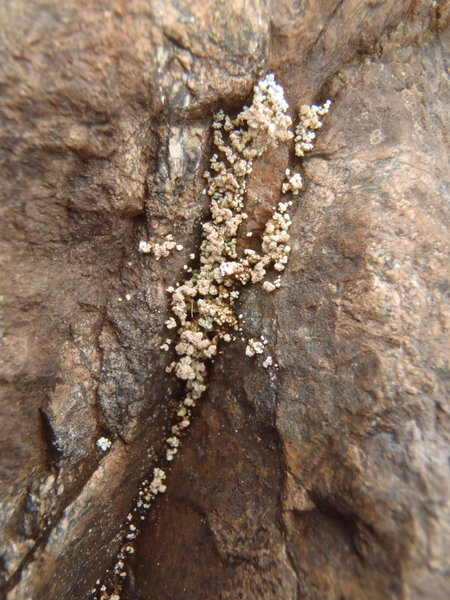 Stereocaulon spathuliferum