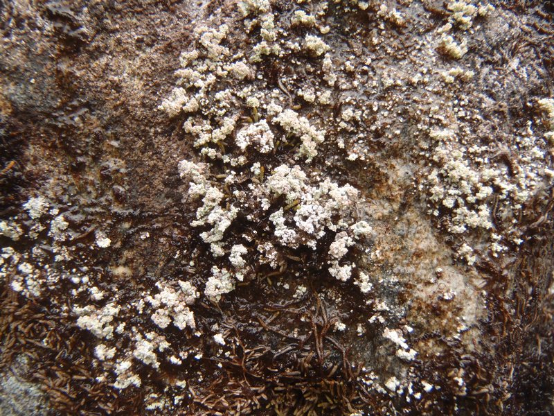 Stereocaulon spathuliferum