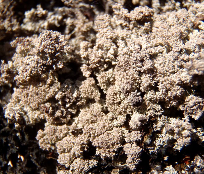Stereocaulon subcoralloides