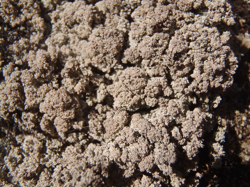 Stereocaulon subcoralloides