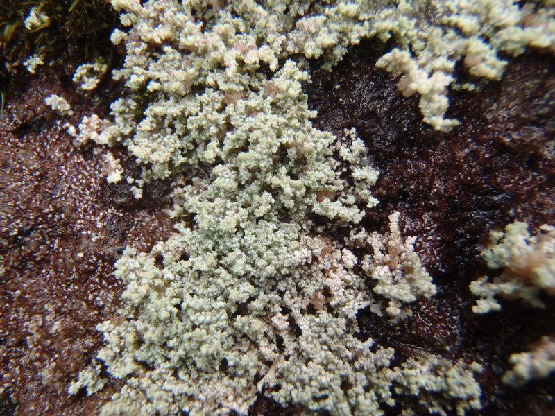 Stereocaulon symphycheilum