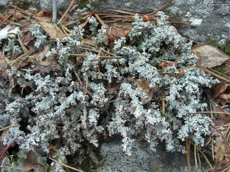 Stereocaulon tomentosum