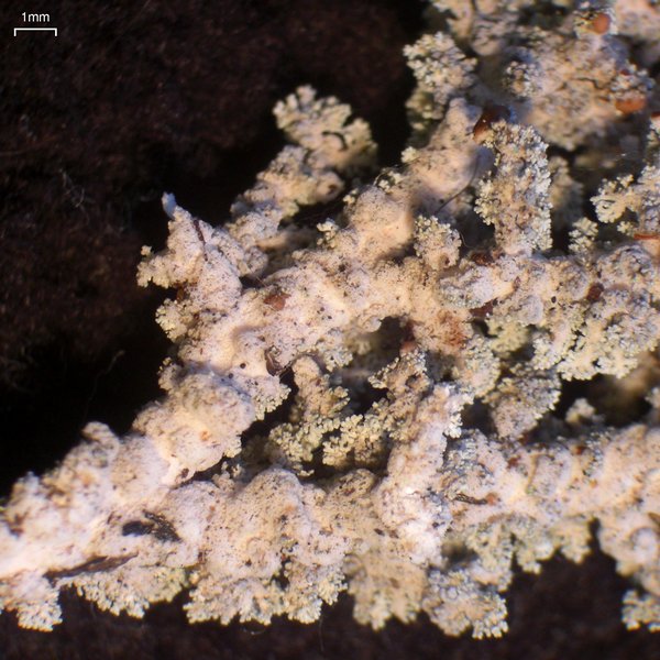 Stereocaulon tomentosum