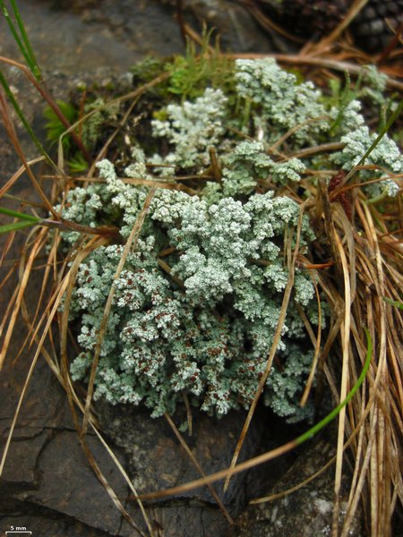 Stereocaulon tomentosum