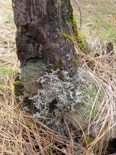 Stereocaulon tomentosum