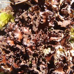 Sticta arctica