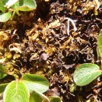 Sticta arctica