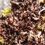 Sticta arctica