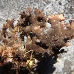 Sticta arctica