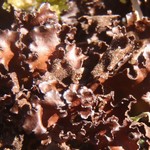 Sticta arctica
