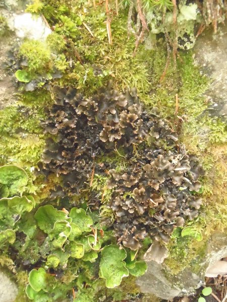 Sticta beauvoisii