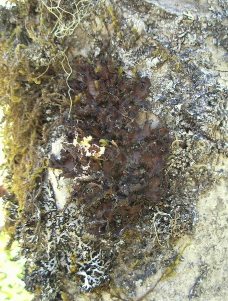Sticta beauvoisii