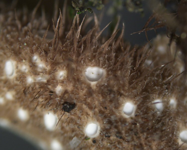 Sticta beauvoisii