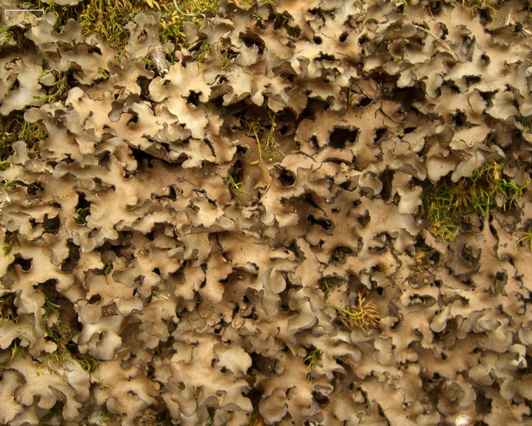 Sticta beauvoisii