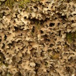 Sticta beauvoisii