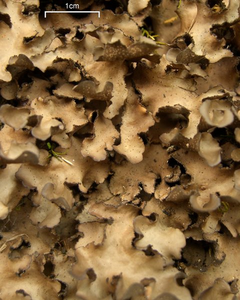 Sticta beauvoisii
