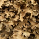 Sticta beauvoisii