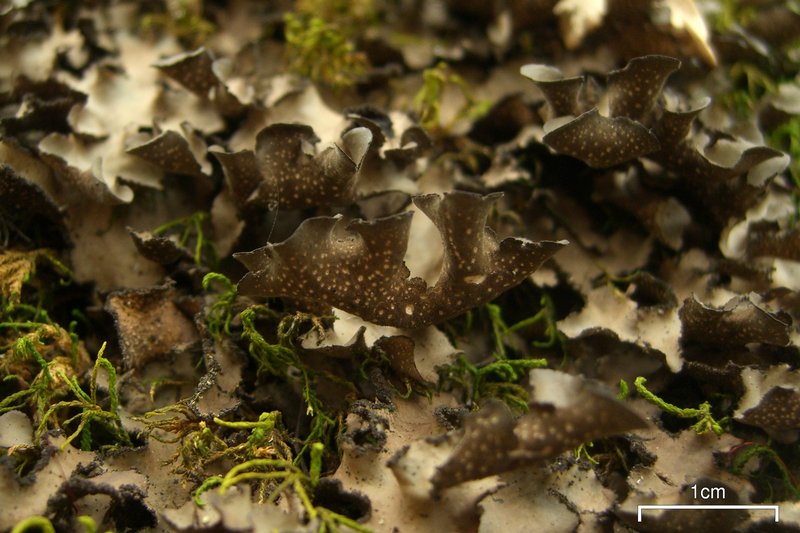 Sticta beauvoisii