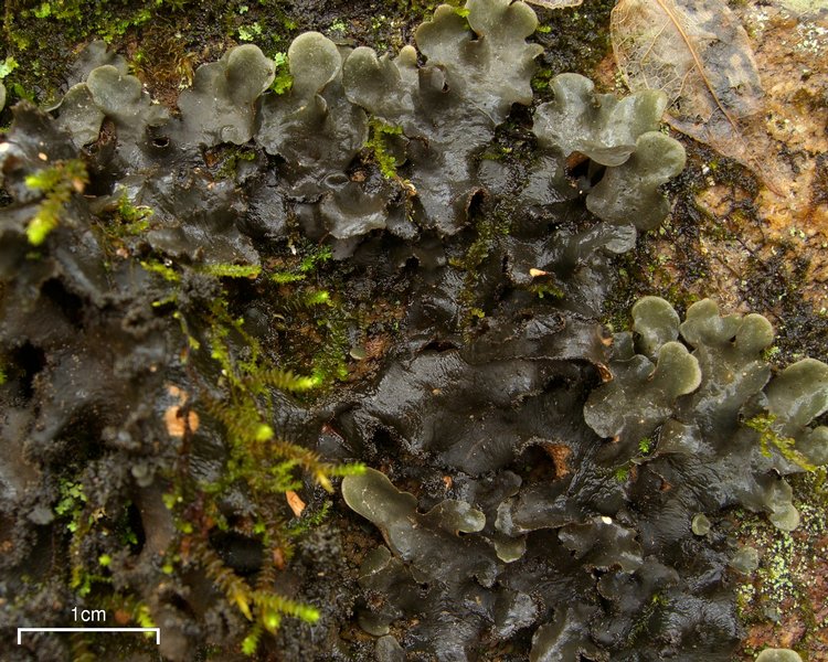 Sticta beauvoisii