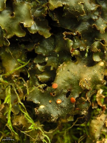 Sticta beauvoisii