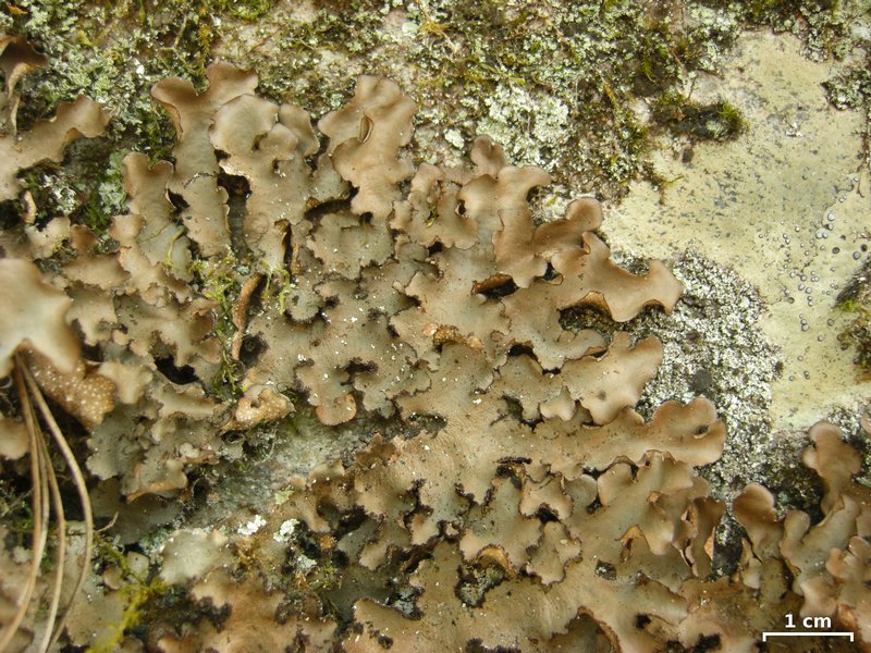 Sticta beauvoisii