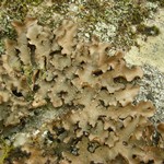 Sticta beauvoisii