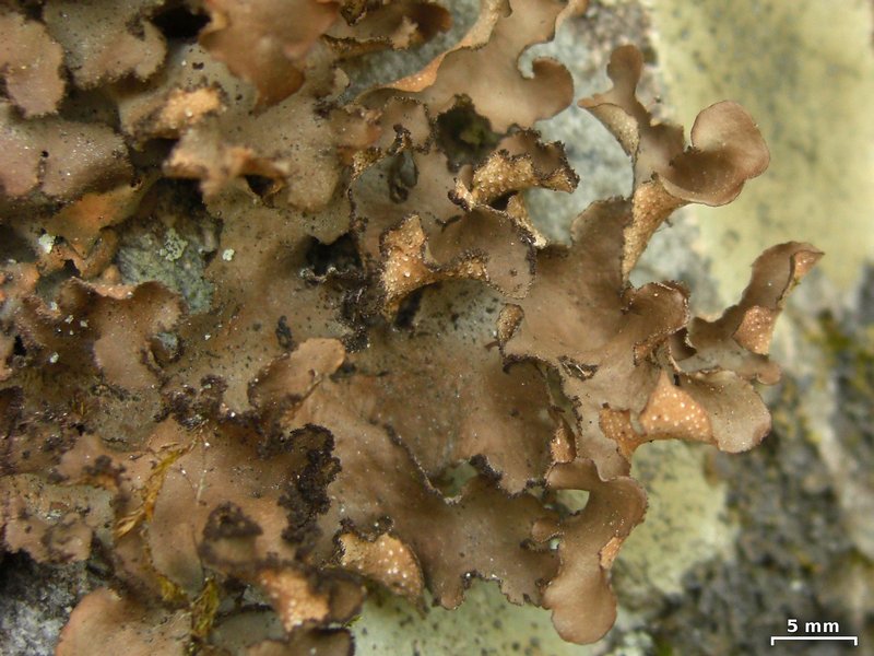 Sticta beauvoisii