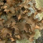 Sticta beauvoisii