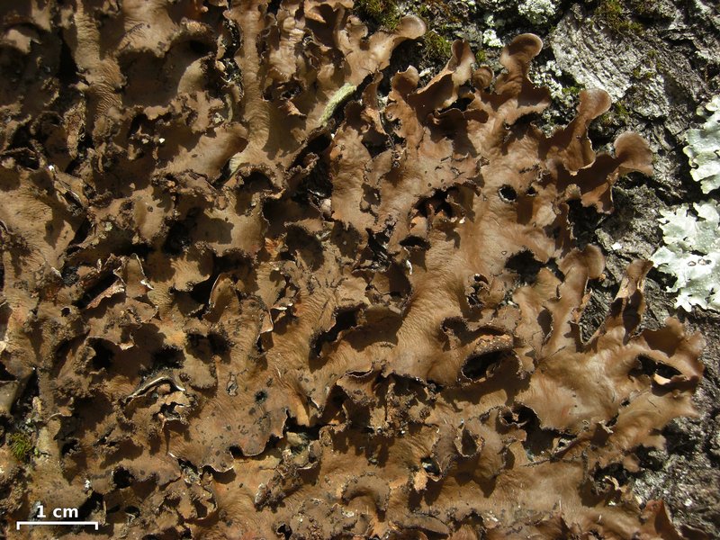 Sticta beauvoisii
