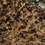 Sticta beauvoisii