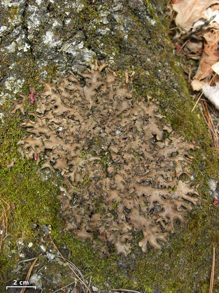 Sticta beauvoisii