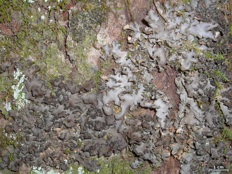 Sticta beauvoisii