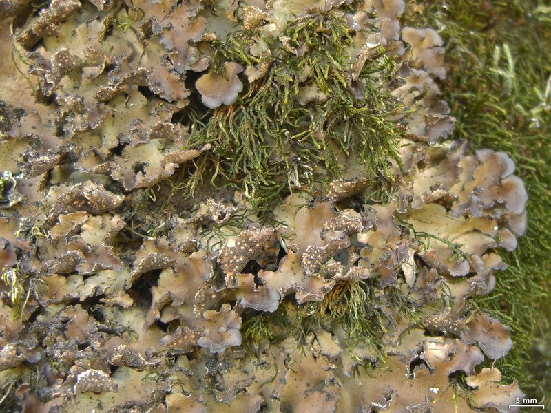 Sticta beauvoisii