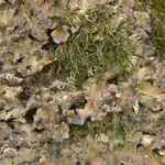 Sticta beauvoisii