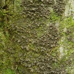 Sticta carolinensis
