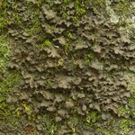Sticta carolinensis