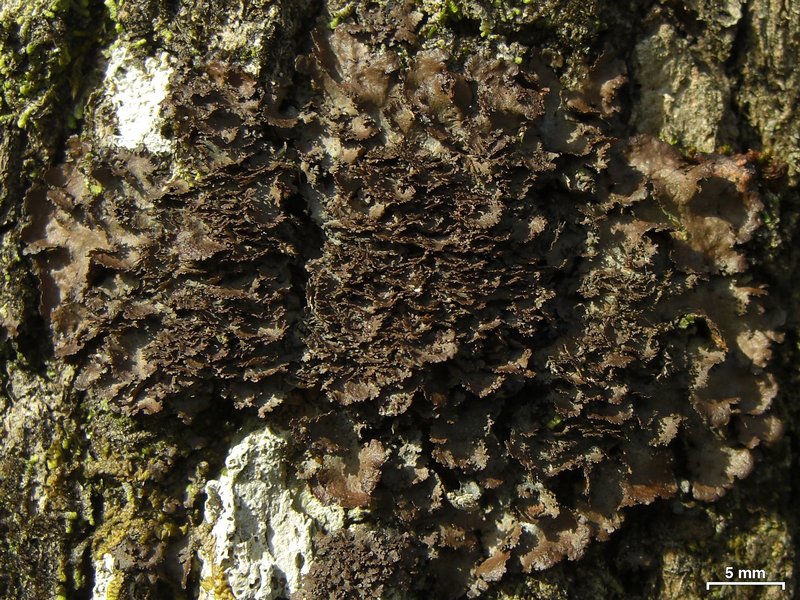 Sticta deyana