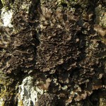 Sticta deyana