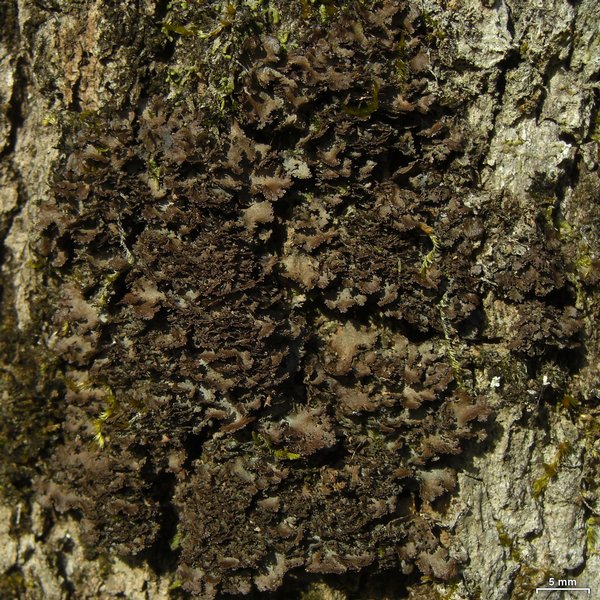 Sticta deyana