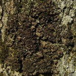 Sticta deyana