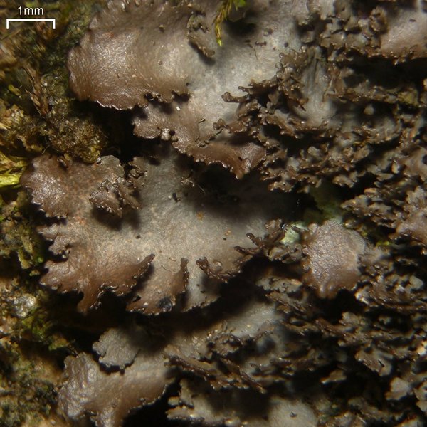 Sticta deyana