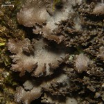 Sticta deyana