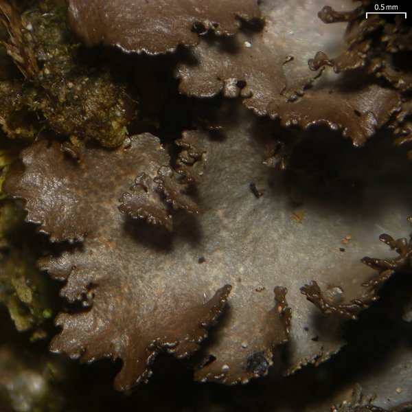 Sticta deyana