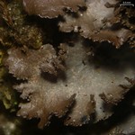 Sticta deyana