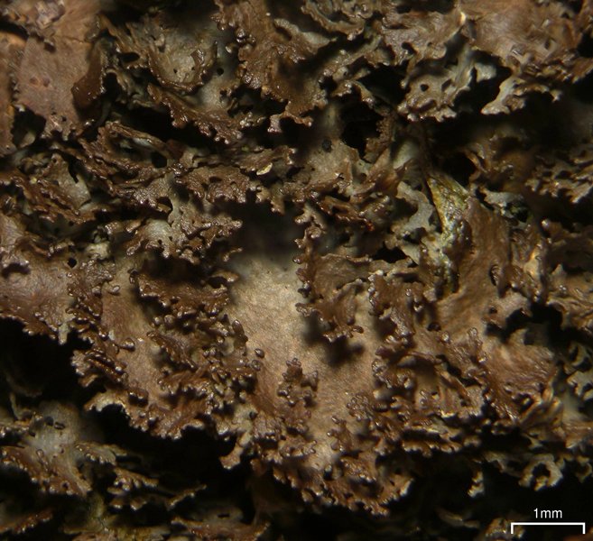 Sticta deyana